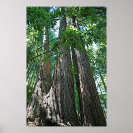"Tripletrees", Muir Woods Poster