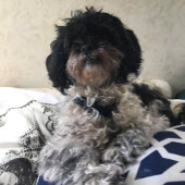 **TRIPLETTE-TEDDY-BEARS**-ADRESSE-ETIKETTEN