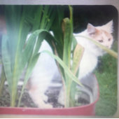 **TRIPLETTE-TEDDY-BEARS**-ADRESSE-ETIKETTEN