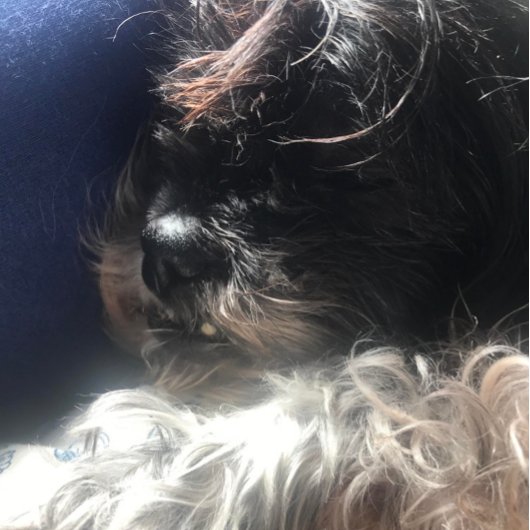 **TRIPLETTE-TEDDY-BEARS**-ADRESSE-ETIKETTEN