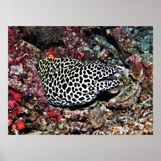 Trippy Leopard Moray Poster (Vorne)