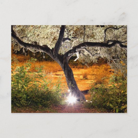 Trippy Oak Tree Postkarte (Vorderseite)