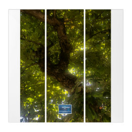Triptych Wh.(Sun Green Tree 2)RFPMDesign ©️ 2021/2 Triptychon