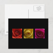 Triptychon-Rose orange-gelb Postkarte (Vorne/Hinten)