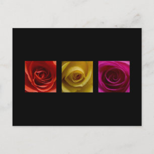 Triptychon-Rose orange-gelb Postkarte