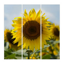Triptychon - Sonnenblume auf dem Feld