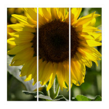 Triptychon - Sonnenblume isoliert auf dem Feld