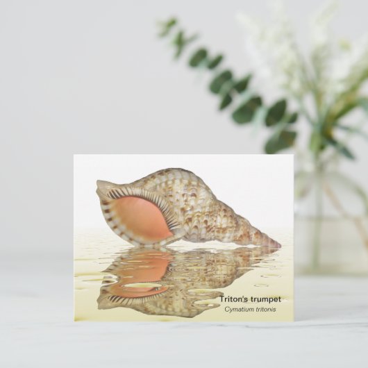 Triton seashell Postkarte (Stehend Vorderseite)