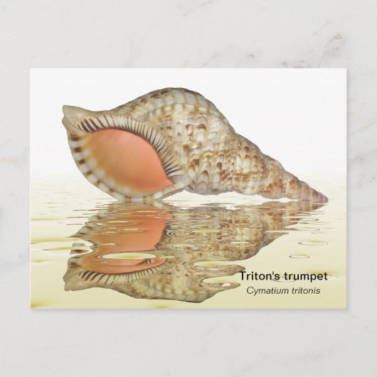 Triton seashell Postkarte (Vorderseite)