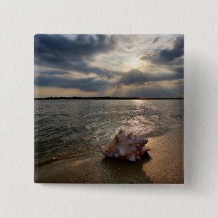 Tritonshorn-Muschel an Strand   St Augustine, Button