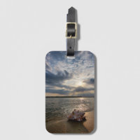 Tritonshorn-Muschel an Strand | St Augustine,