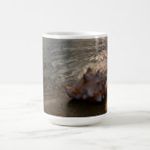 Tritonshorn-Muschel an Strand | St Augustine, Kaffeetasse (Mittel)