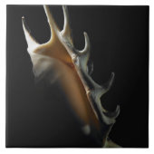 Tritonshorn-Muschel Fliese (Vorderseite)