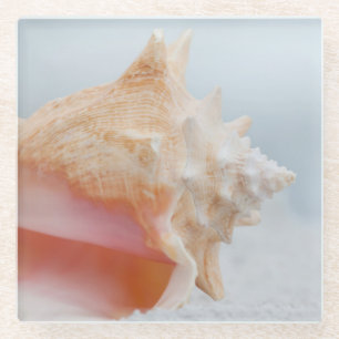 Tritonshorn-Muschel   Florida Glasuntersetzer