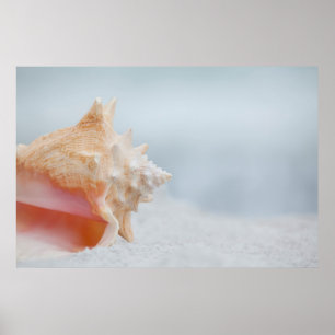 Tritonshorn-Muschel   Florida Poster