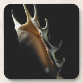 Tritonshorn-Muschel Getränkeuntersetzer (Vorderseite)