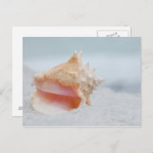 Tritonshorn-Muschel Postkarte (Vorne/Hinten)