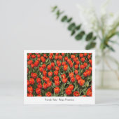 TRIUMPH TULIP Tulipa 'Hermitage' Postkarte (Stehend Vorderseite)