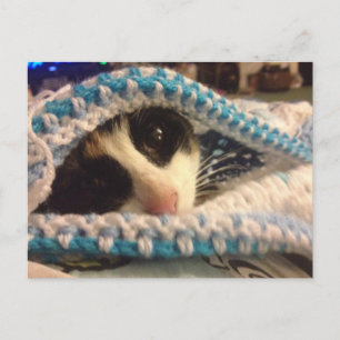 Trixie und die Blues Postkarte