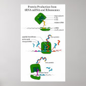 tRNA mRNA Ribosome Funktion in Protein Translation Poster (Vorne)