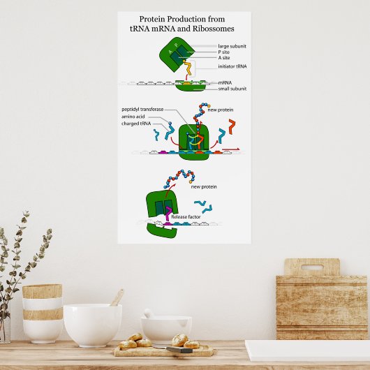 tRNA mRNA Ribosome Funktion in Protein Translation Poster (Küche)