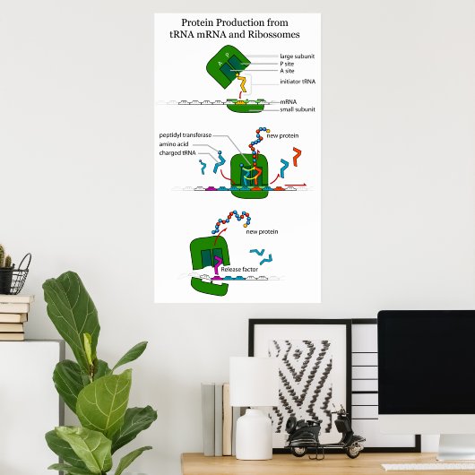 tRNA mRNA Ribosome Funktion in Protein Translation Poster (Heimbüro)