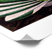 Trochilidae (Hummingbird) Poster (Ecke)