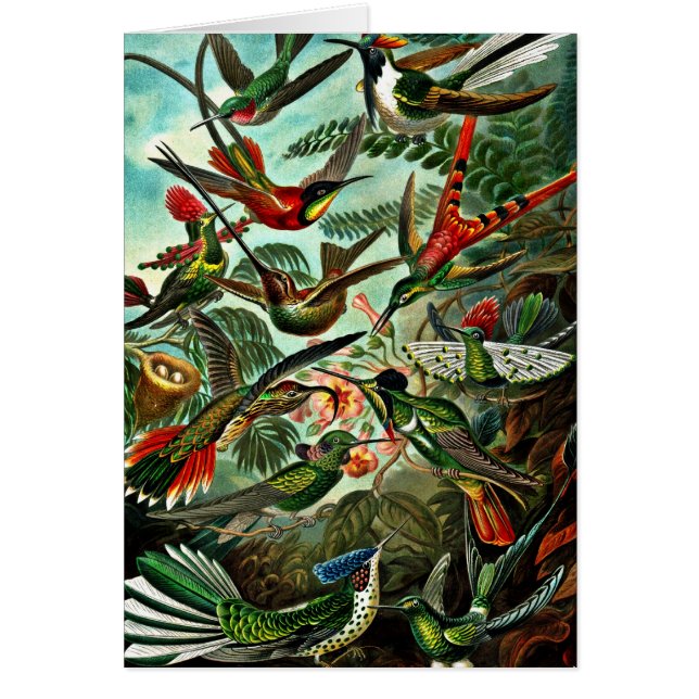 Trochilidae - Hummingbirds (Vorne)