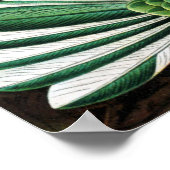 Trochilidae Hummingbirds, Ernst Haeckel Poster (Ecke)