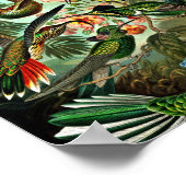 Trochilidae - Hummingbirds Poster (Ecke)