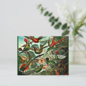 Trochilidae - Hummingbirds Postkarte (Stehend Vorderseite)