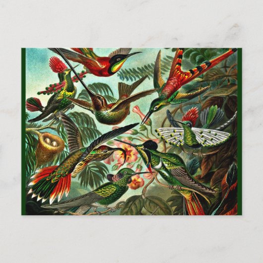 Trochilidae - Hummingbirds Postkarte (Vorderseite)