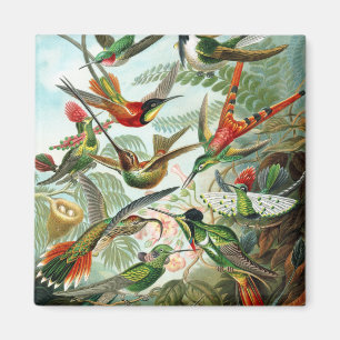 Trochilidae-Kolibris, Ernst Haeckel Magnet