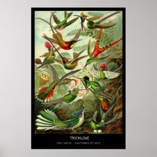 Trochilidae - Platte 99 - Kunstformen der Natur Poster