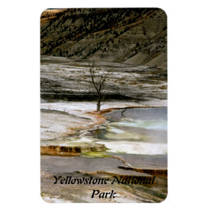 TROCKENER BAUM BEI THE EDGE EINES THERMISCHEN POOL MAGNET