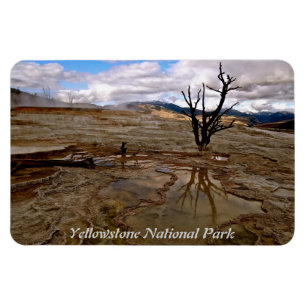 TROCKENER BAUM IN YELLOWSTONE NATIONALPARK MAGNET