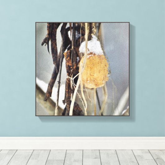 Trockener Wild-Cucumber-Vine-Samenpod im Winter Leinwanddruck (Insitu (Holzboden))