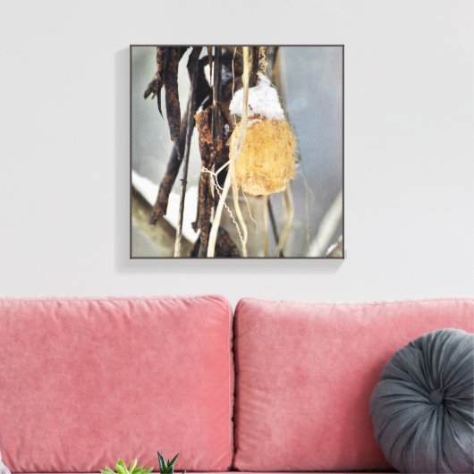 Trockener Wild-Cucumber-Vine-Samenpod im Winter Leinwanddruck (Insitu (Wohnzimmer))