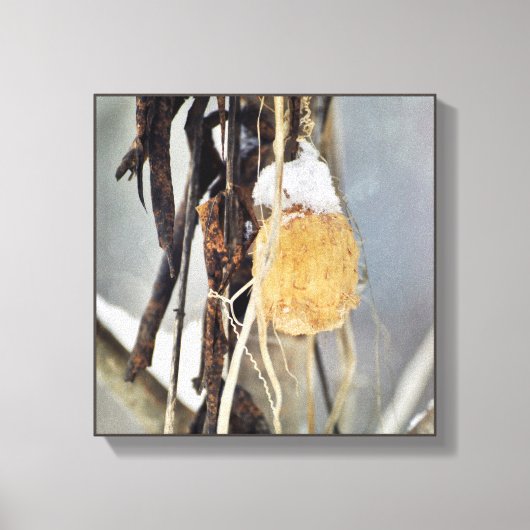 Trockener Wild-Cucumber-Vine-Samenpod im Winter Leinwanddruck (Vorderseite)