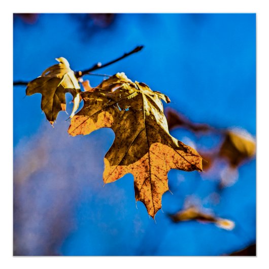 Trockenes Eichenblatt - Der Frühling ist noch weit Poster (Vorderseite)