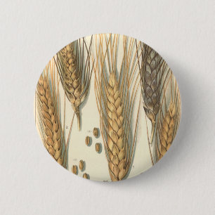 Trockenheitsresistente Weizenpflanze, Vintage-Land Button