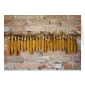 Trockenmaiskolben (Vorderseite (Horizontal))