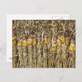 Trockenmehldekorationen Postkarte (Vorne/Hinten)