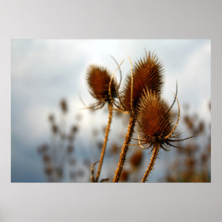 Trockentülsen Poster