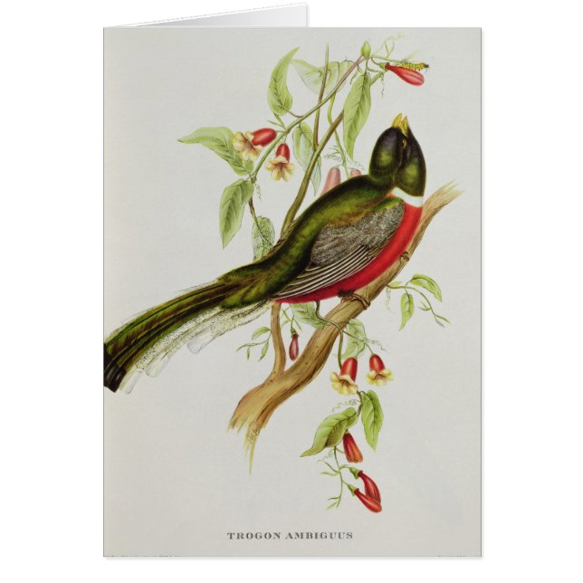 Trogon Ambiguus (Vorne)