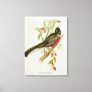 Trogon Ambiguus Leinwanddruck