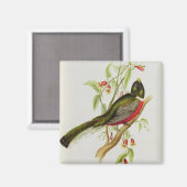 Trogon Ambiguus Magnet (Vorderseite/Rückseite)