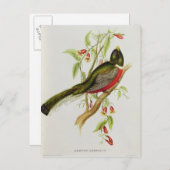 Trogon Ambiguus Postkarte (Vorne/Hinten)
