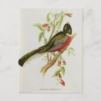 Trogon Ambiguus