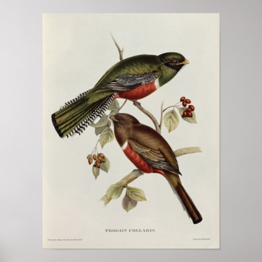 Trogon Collaris Poster (Vorne)